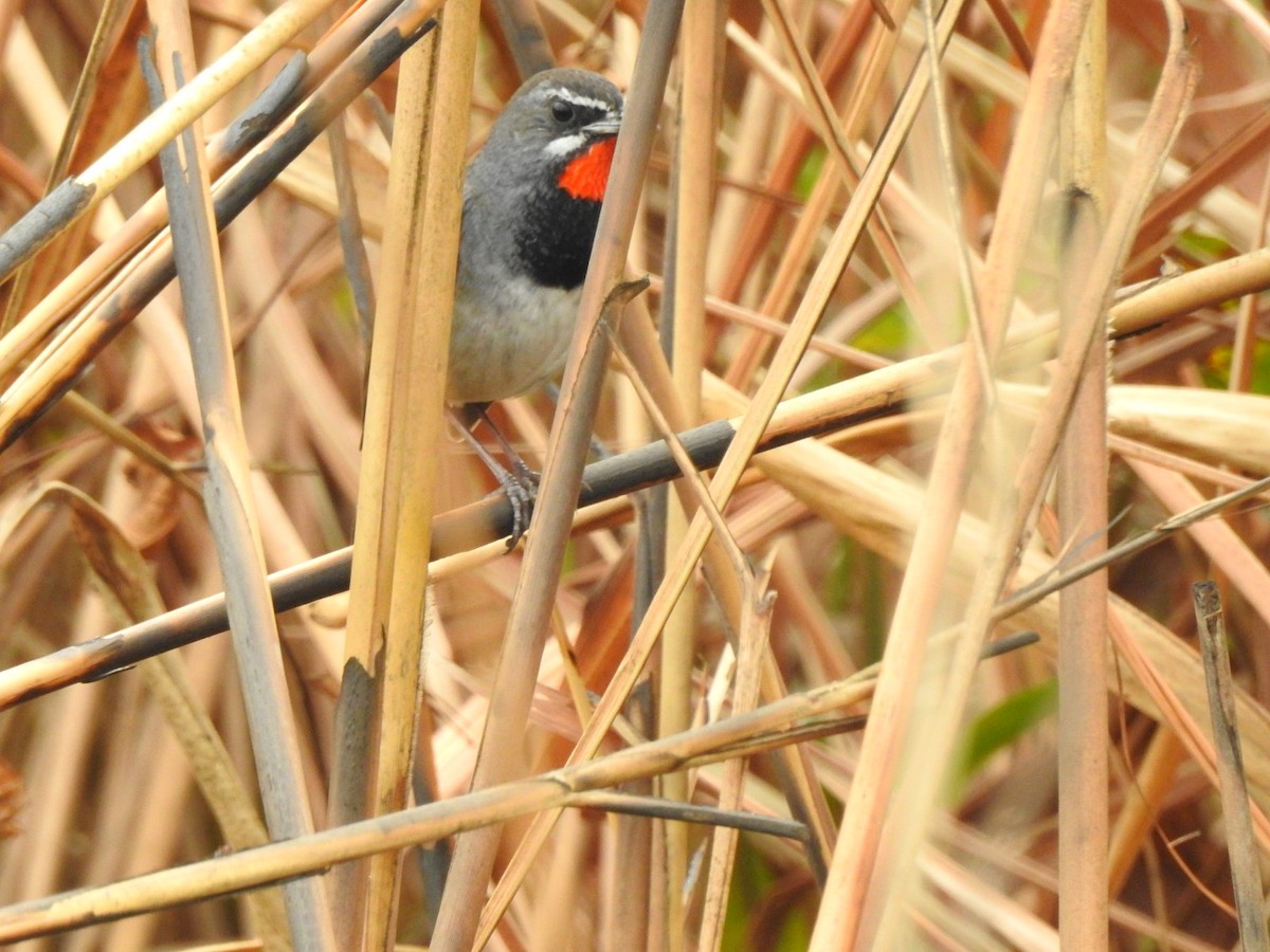 Chinese Rubythroat - ML218672531