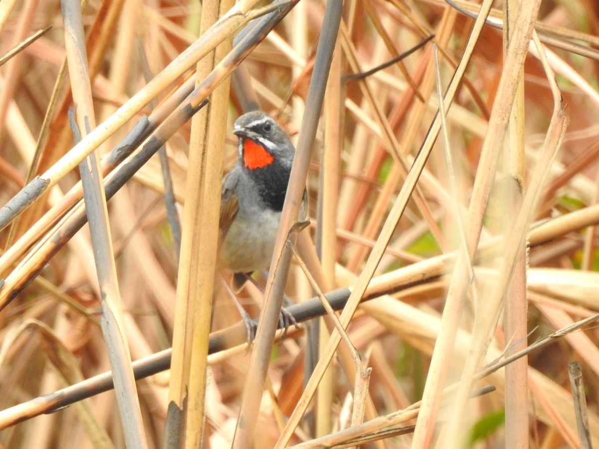 Chinese Rubythroat - ML218672541