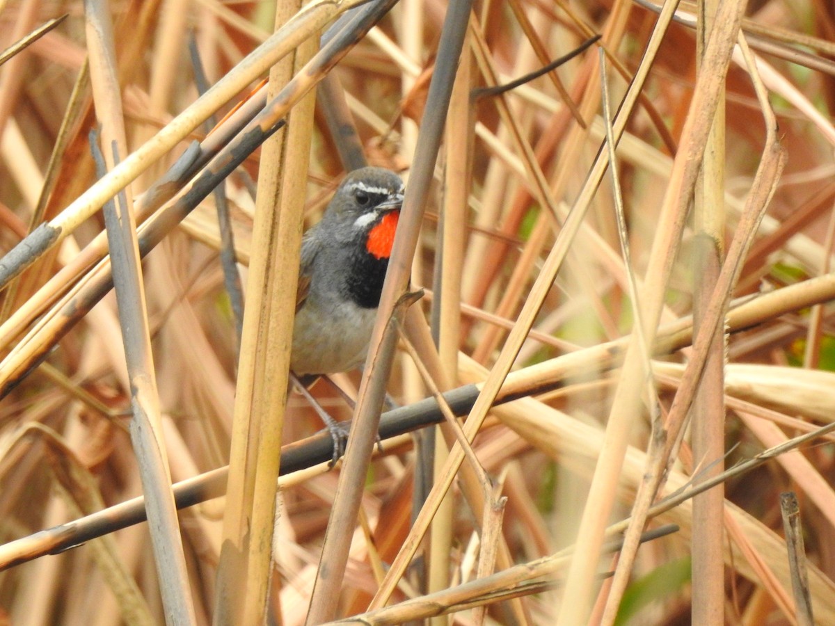 Chinese Rubythroat - ML218672551