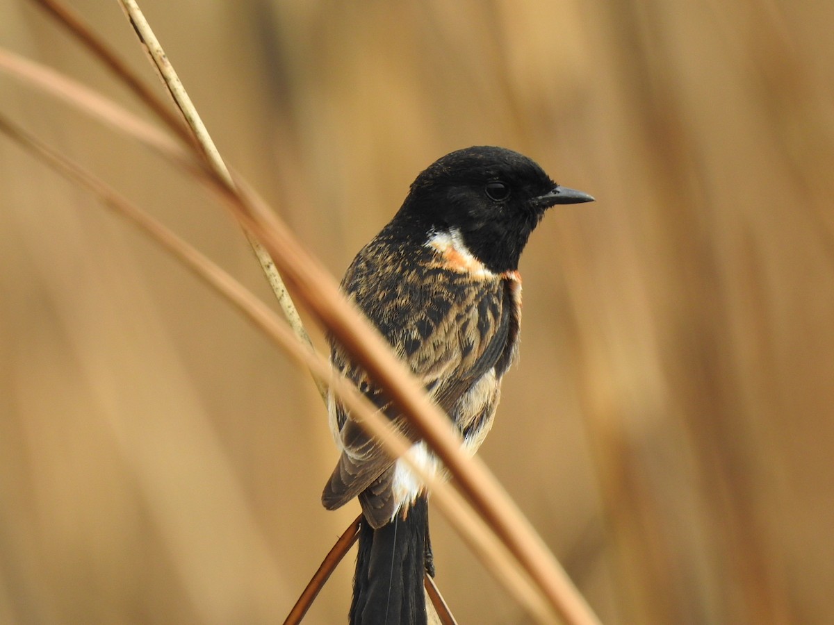 Siberian Stonechat - ML218672601