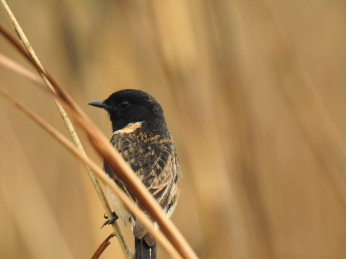 Siberian Stonechat - ML218672621