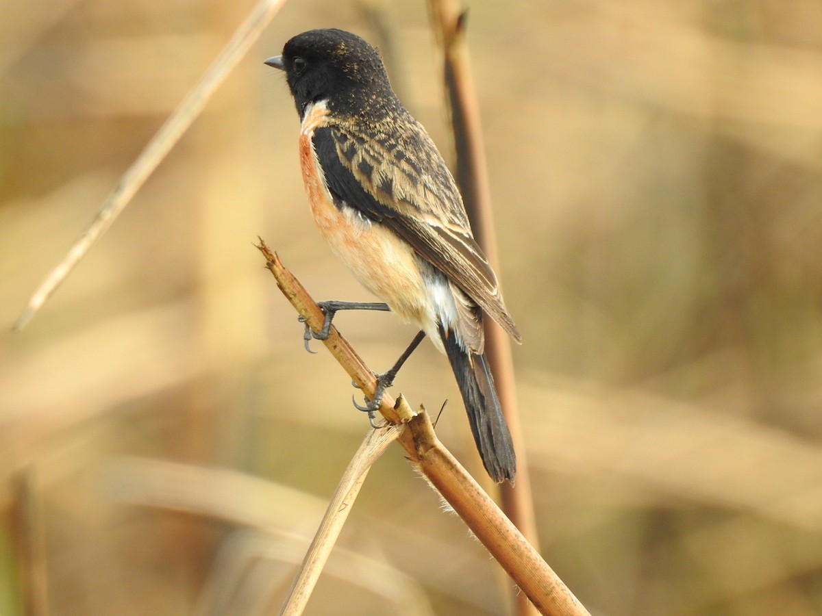 Siberian Stonechat - ML218672631