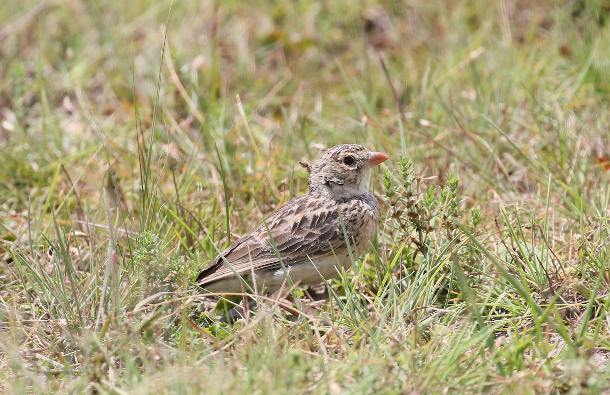 Botha's Lark - simon walkley