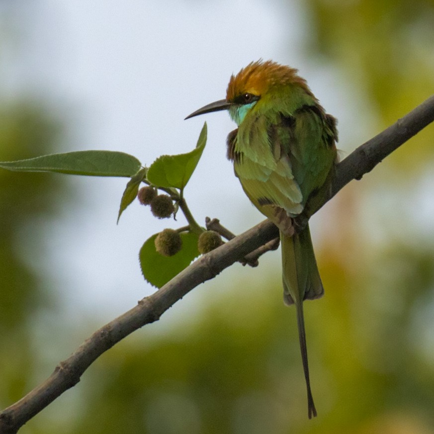 Asian Green Bee-eater - ML218675551