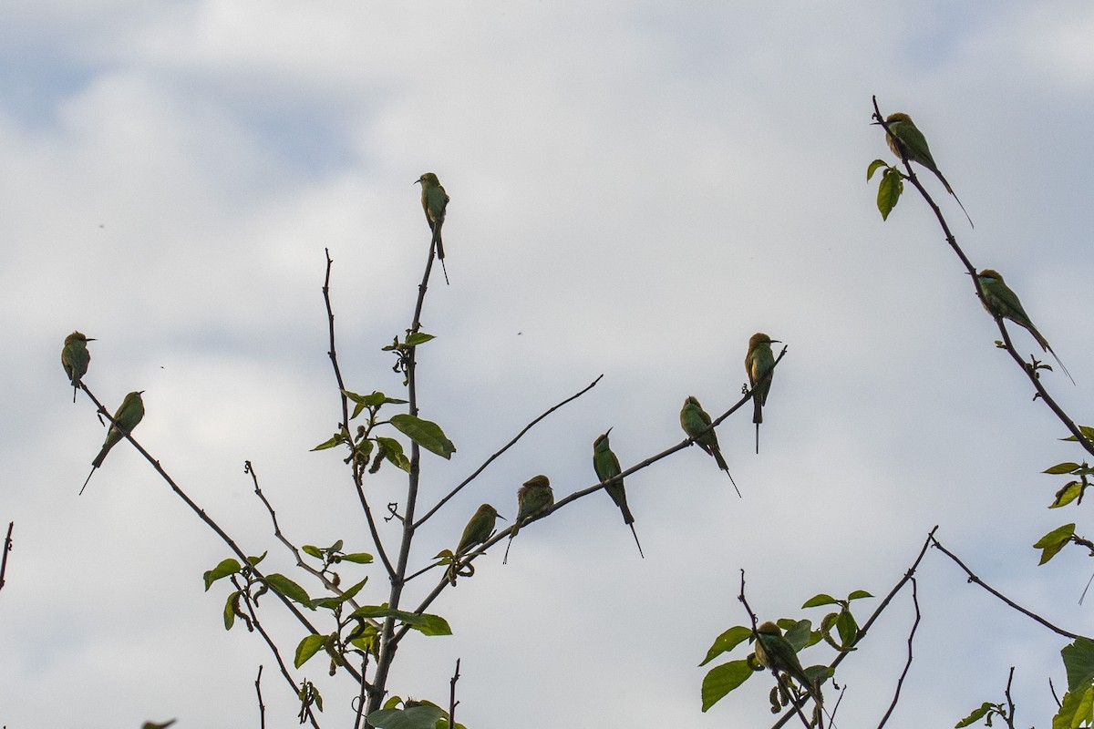 Asian Green Bee-eater - ML218675571