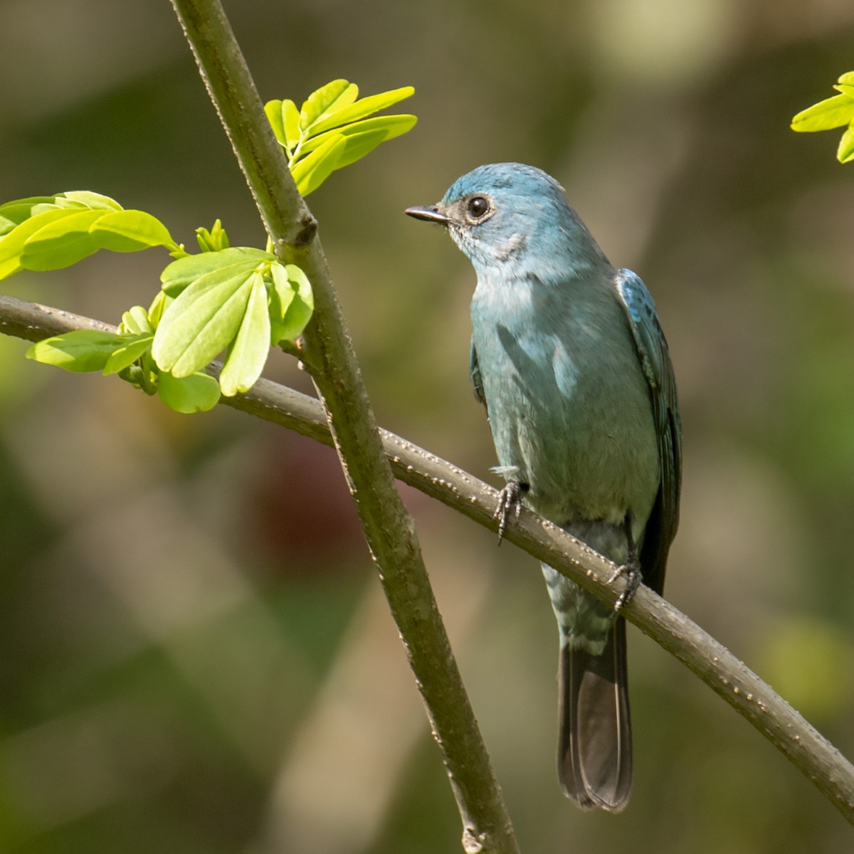 Verditer Flycatcher - ML218675761