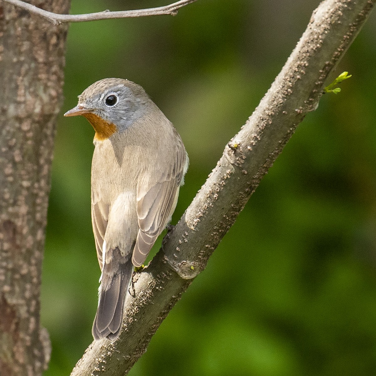 Red-breasted Flycatcher - ML218675801