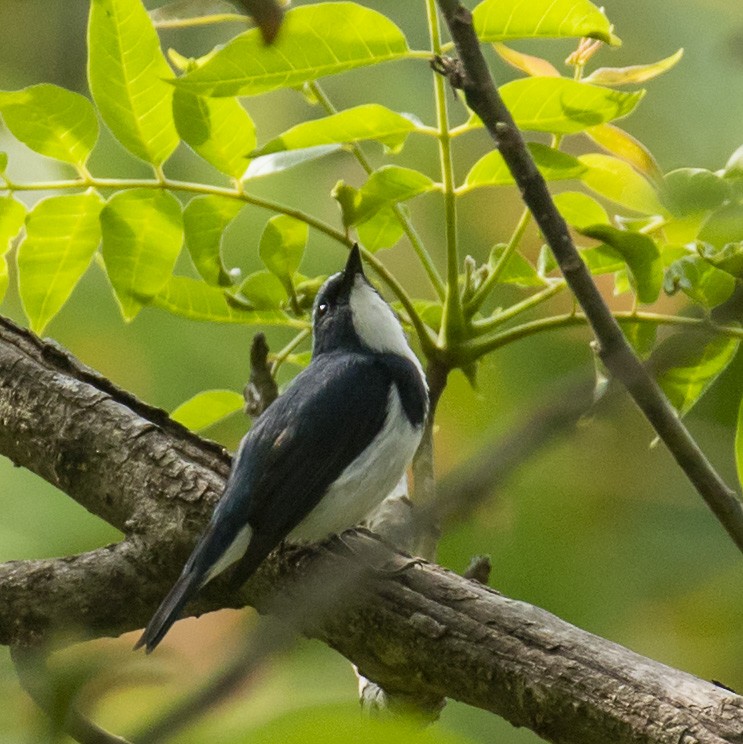 Ultramarine Flycatcher - ML218676161