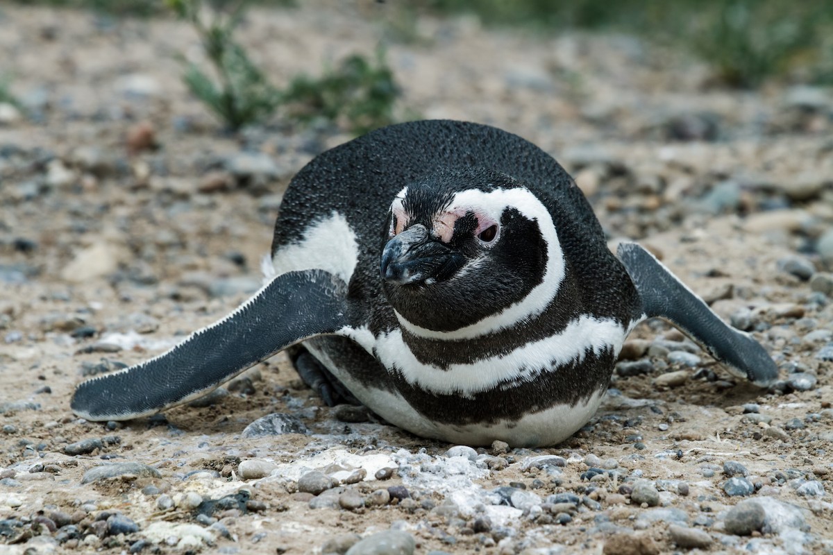 Magellanic Penguin - Nick Athanas