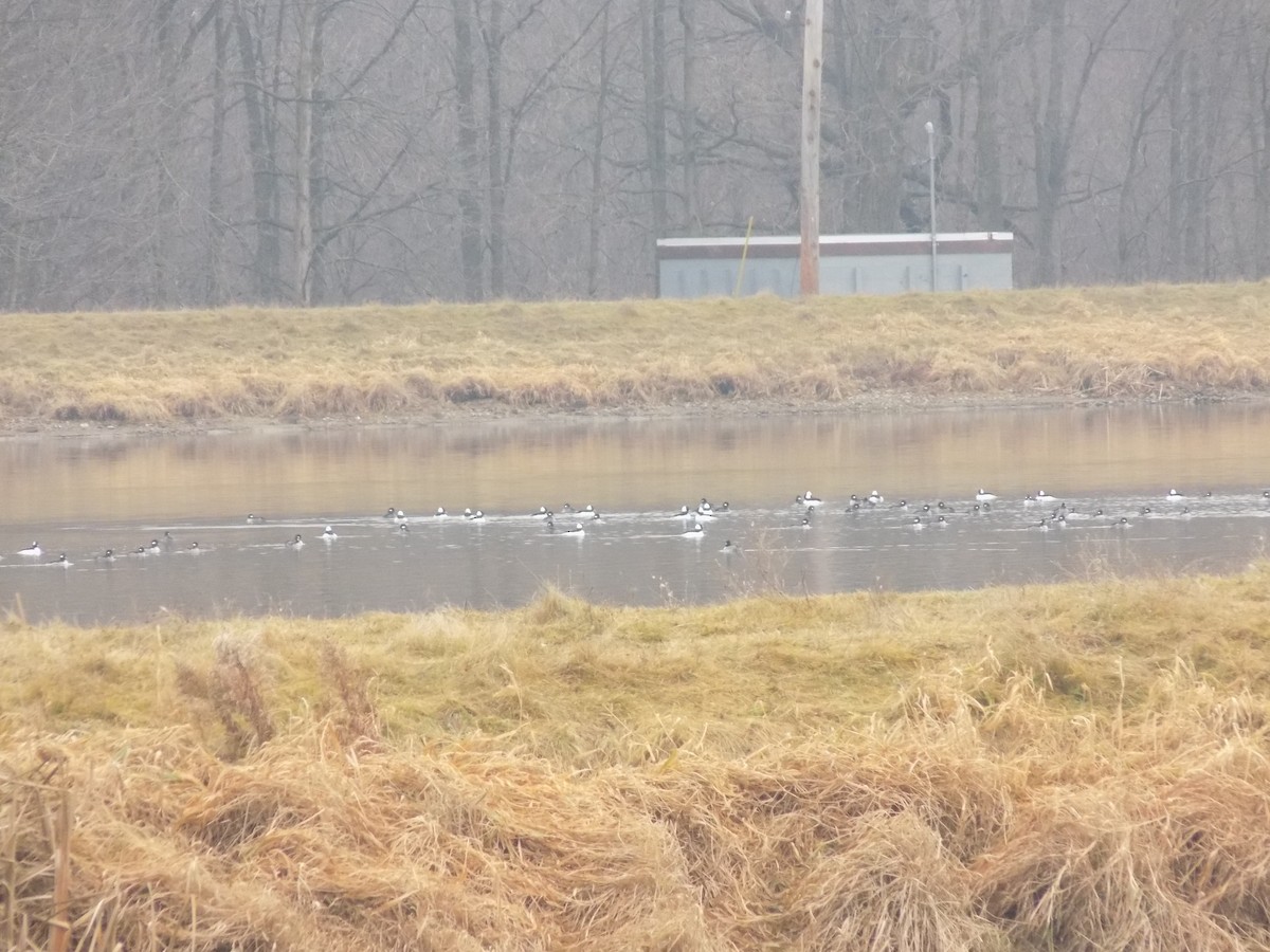 Bufflehead - ML21867721