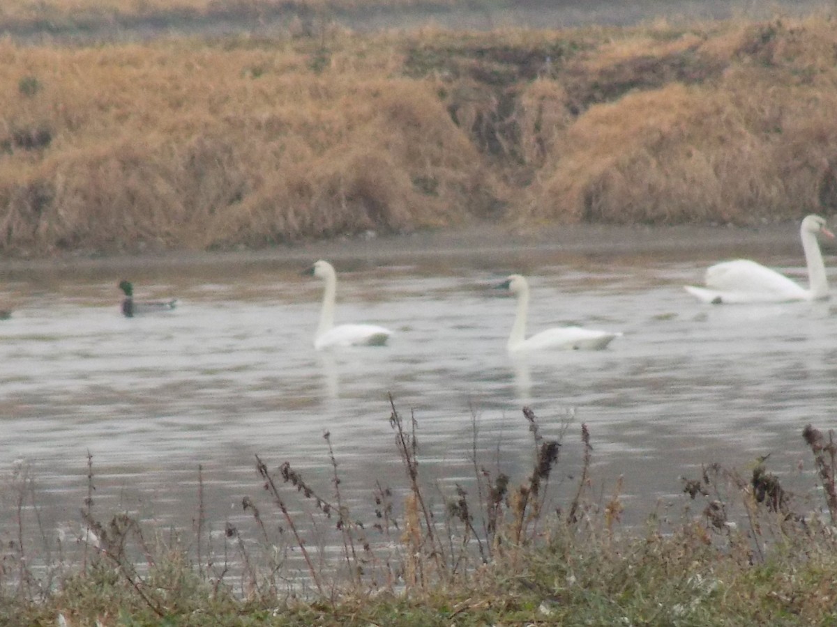 Trumpeter Swan - ML21867761