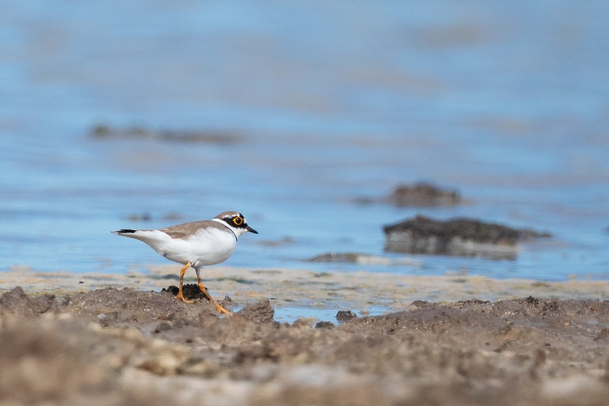 Little Ringed Plover - Andrew and Michelle Ruthenberg