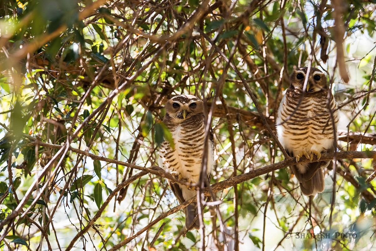 White-browed Owl - Shailesh Pinto