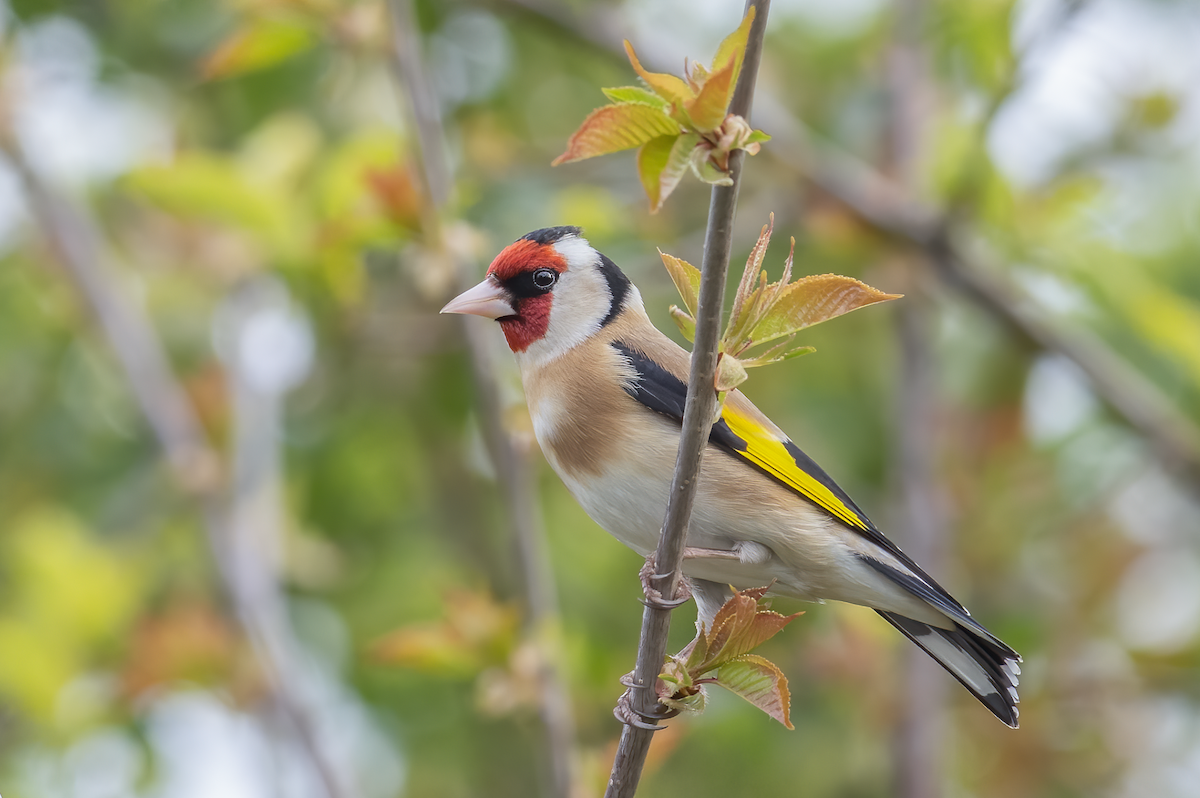 European Goldfinch - Daniel Field