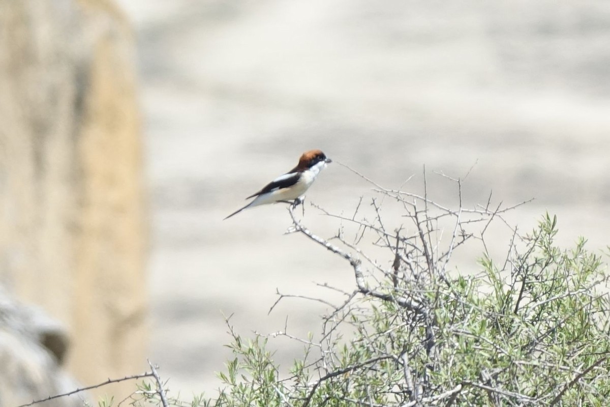 Woodchat Shrike - ML218679731