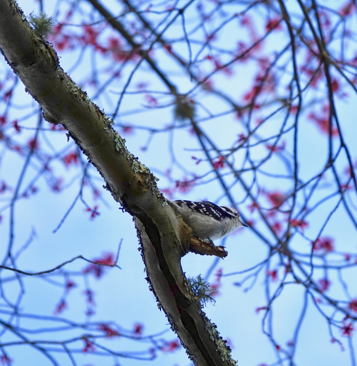 Downy Woodpecker - ML218680361