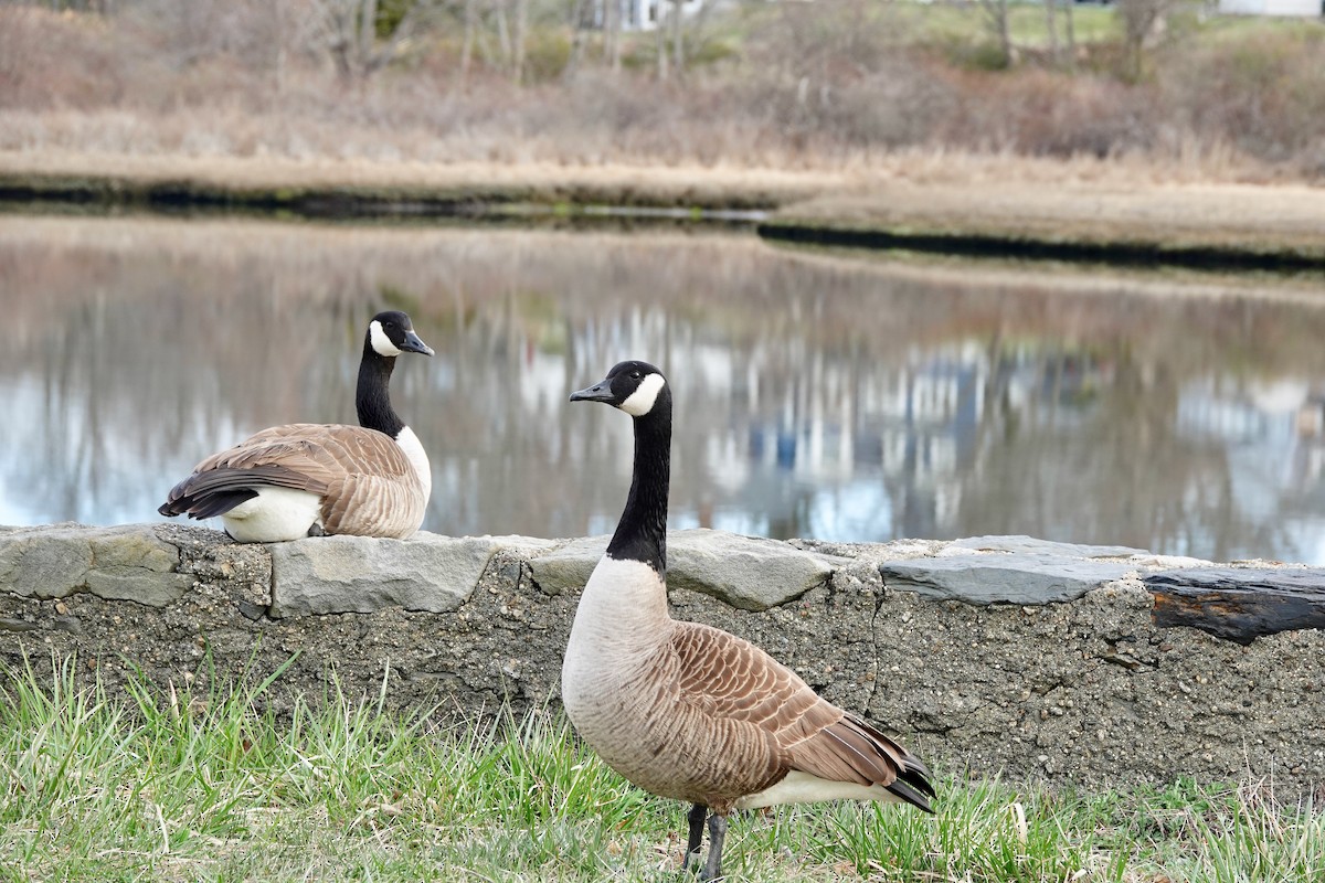 Canada Goose - ML218681071