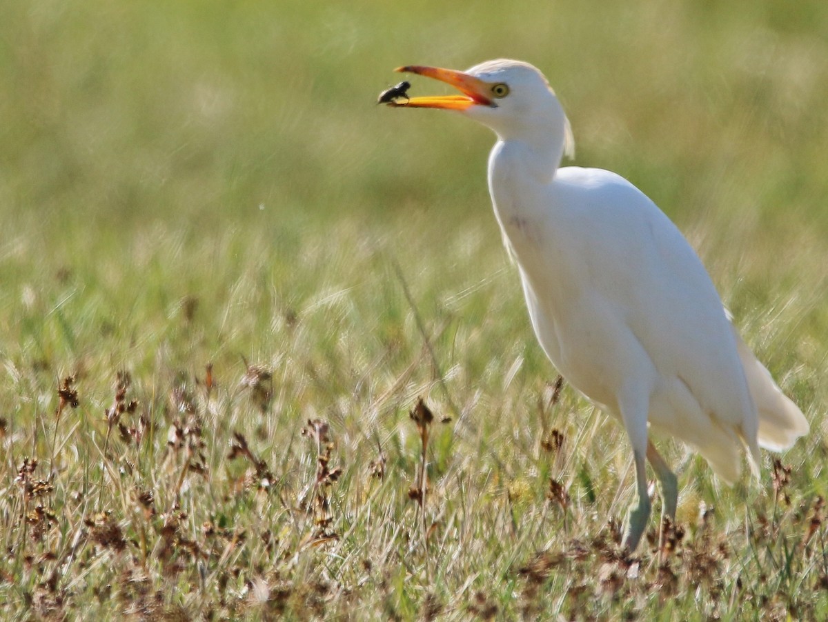 Western Cattle Egret - ML218681841