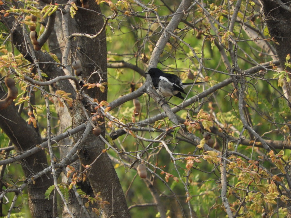 Oriental Magpie-Robin - Phanakorn Kraomklang