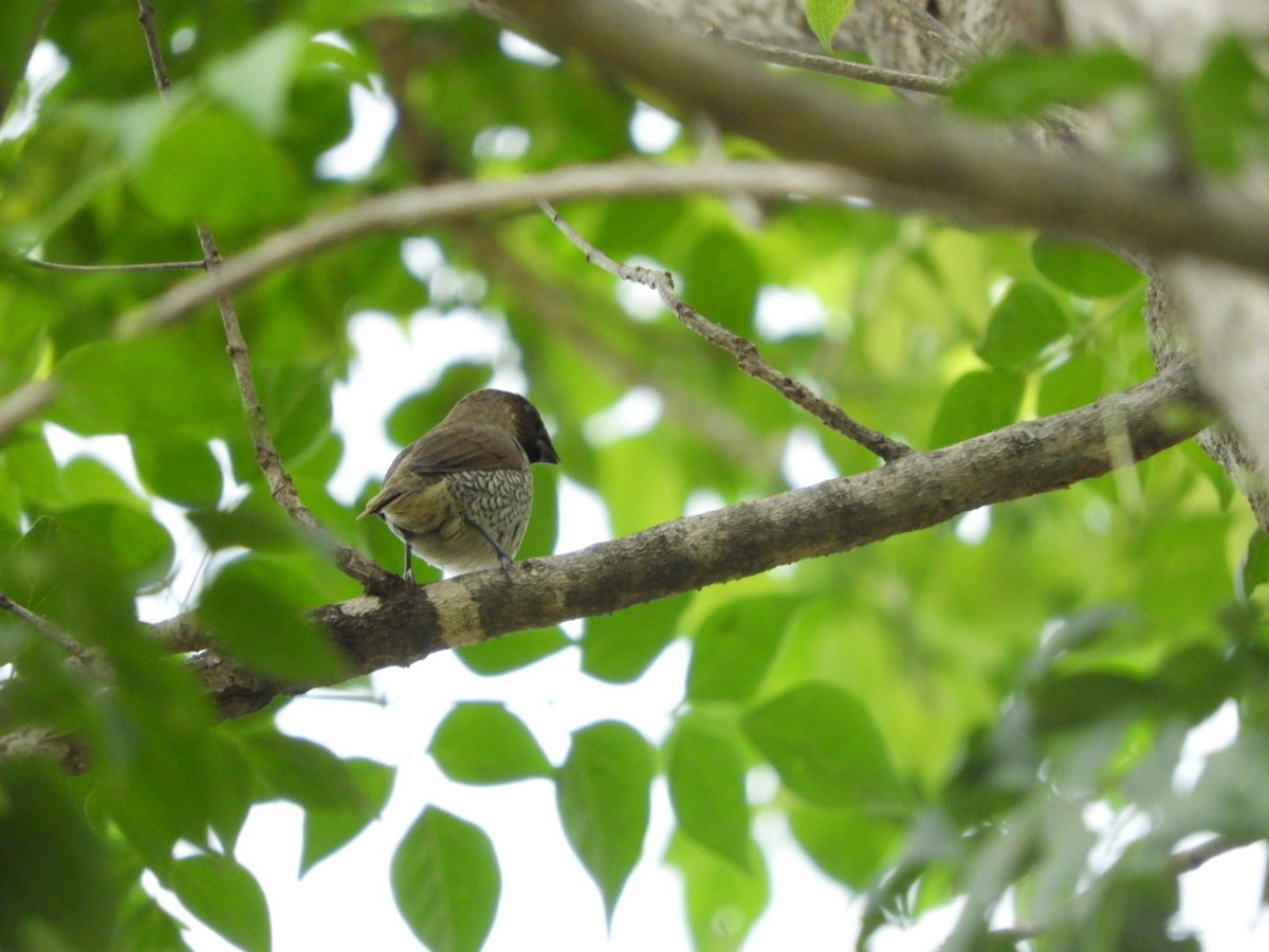 Scaly-breasted Munia - Phanakorn Kraomklang