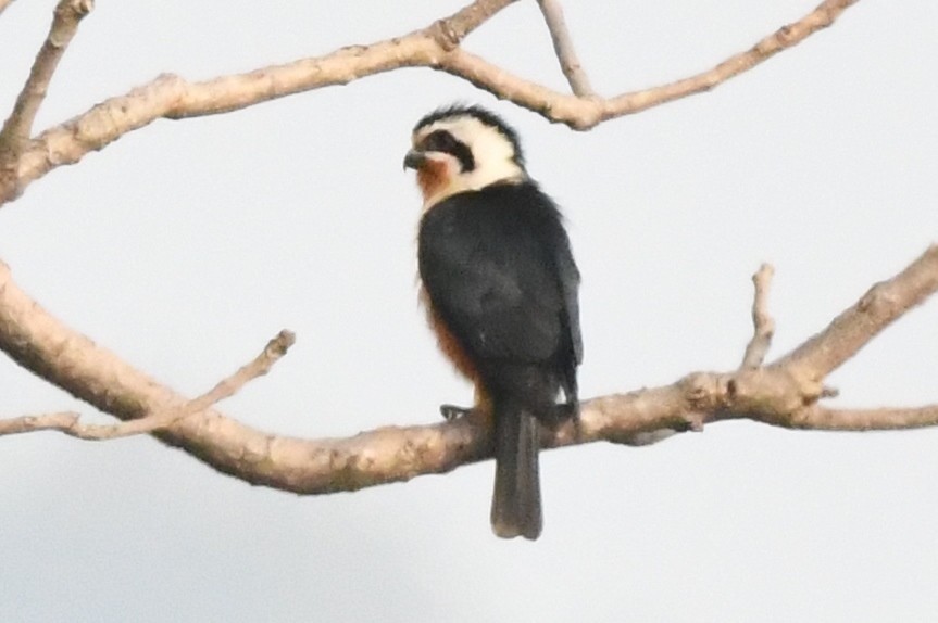 Collared Falconet - ML218684571