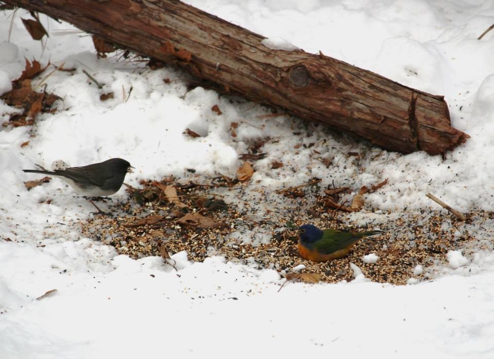 Painted Bunting - ML218686881