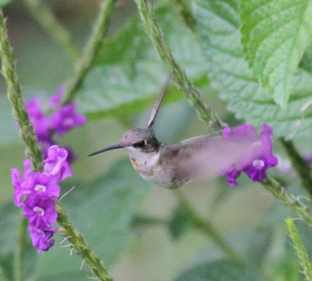 Ruby-throated Hummingbird - ML21868751