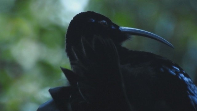 Black Sicklebill - ML218689141
