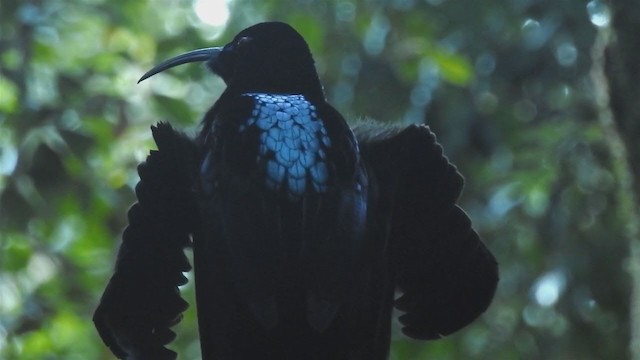 Black Sicklebill - ML218689161