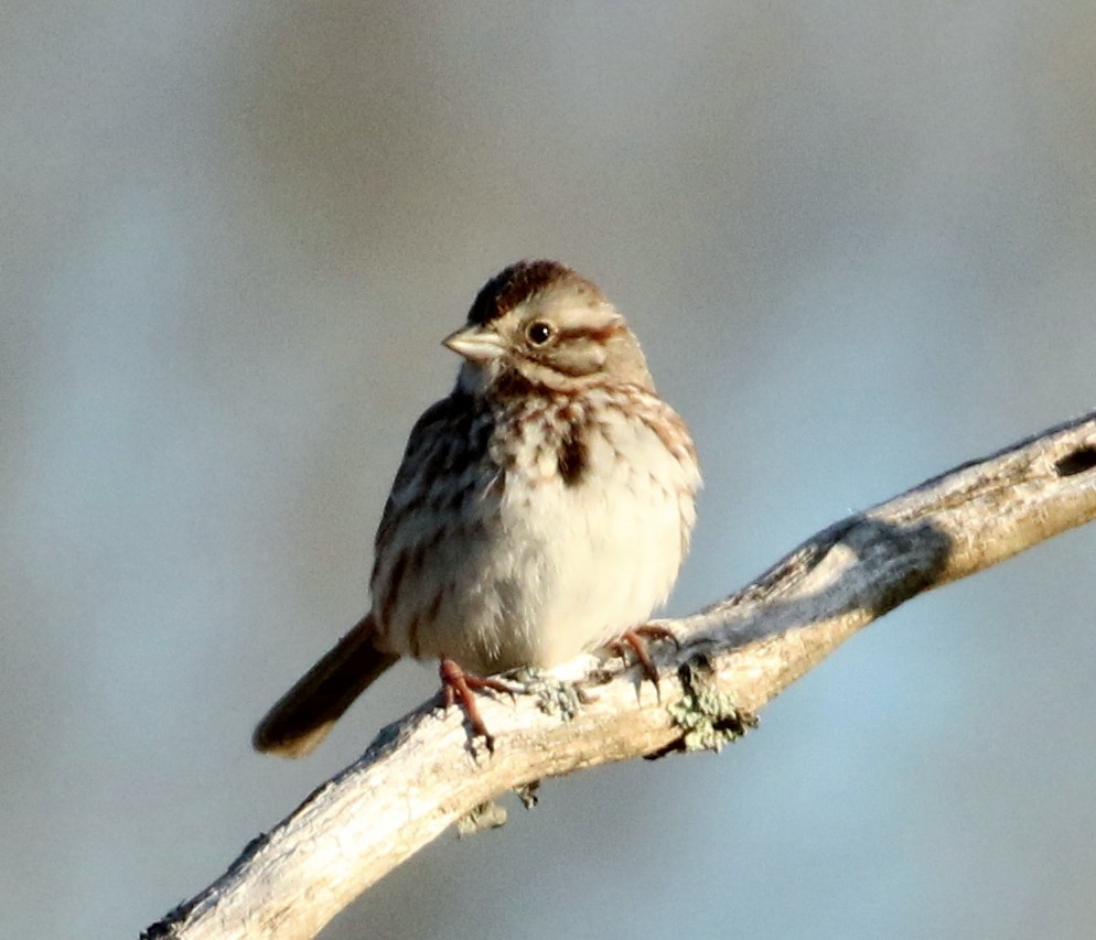 Song Sparrow - Robert Dixon