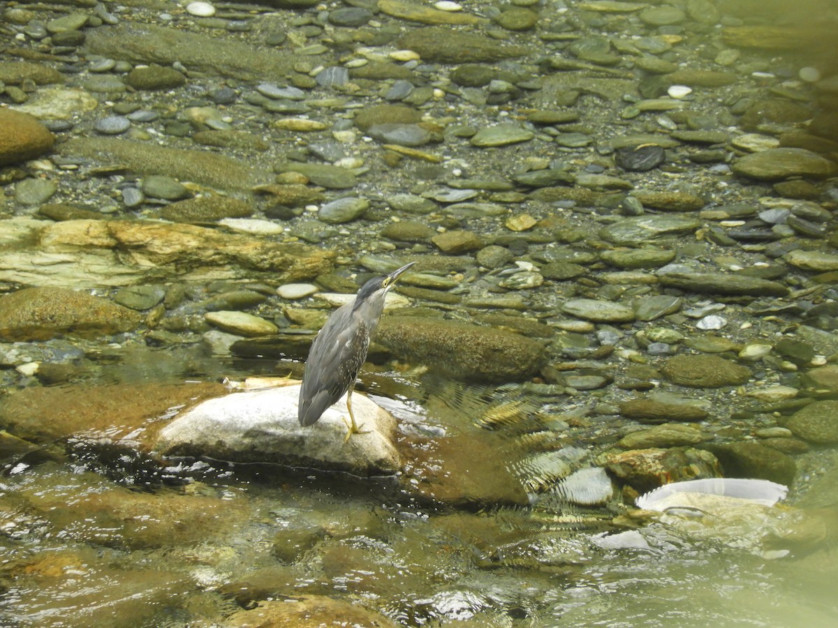 Little Heron - ML218689921