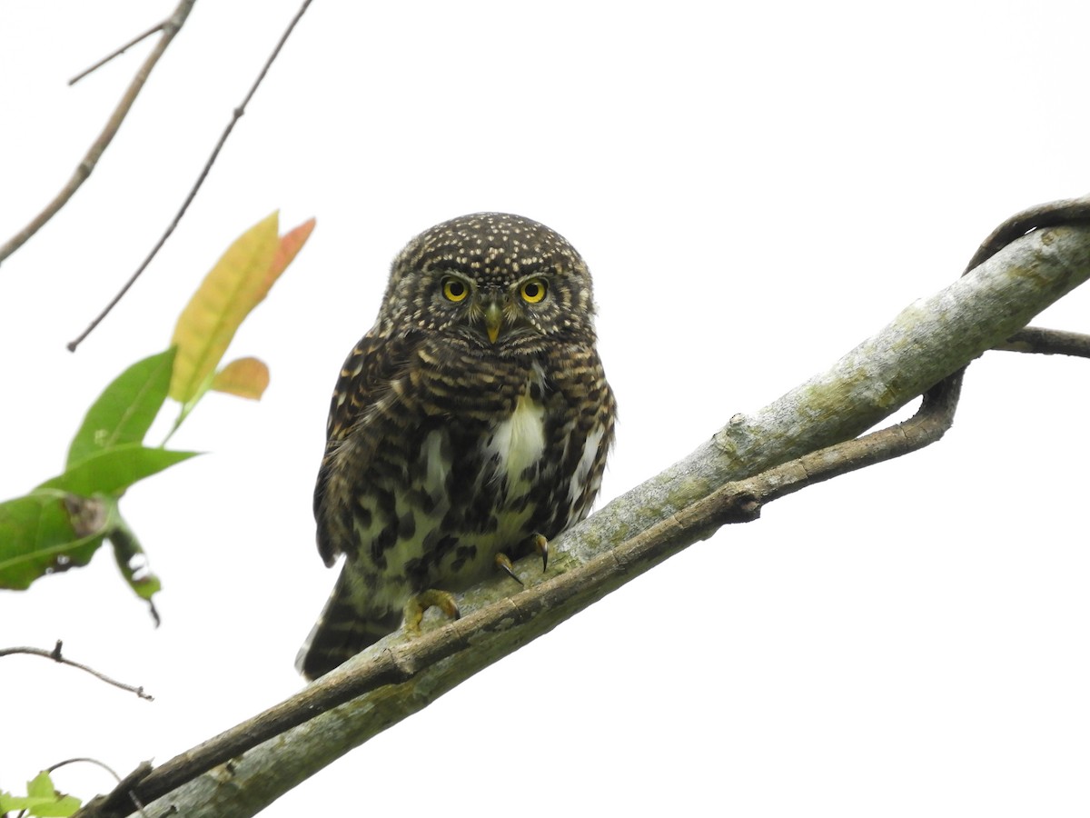 Collared Owlet - ML218690261