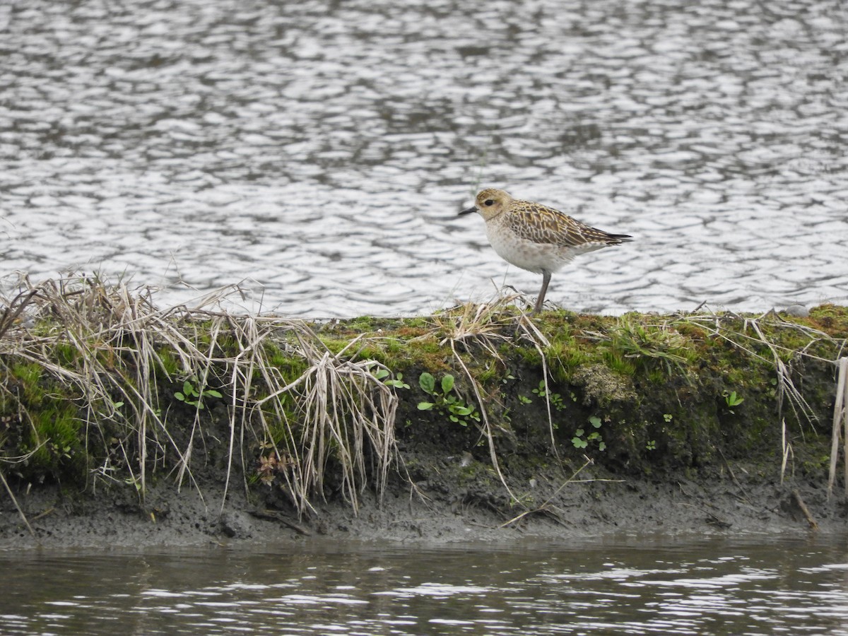 Pacific Golden-Plover - ML218690441