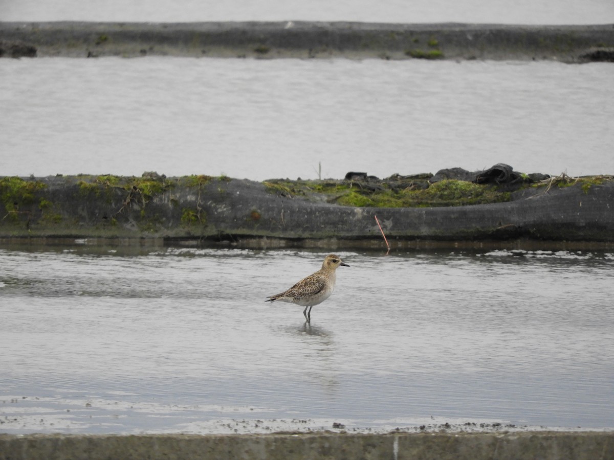 Pacific Golden-Plover - ML218690451