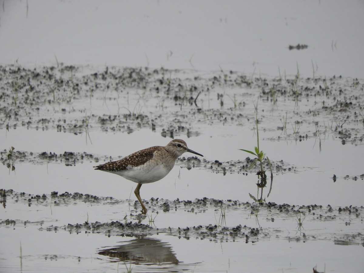 Wood Sandpiper - ML218690751