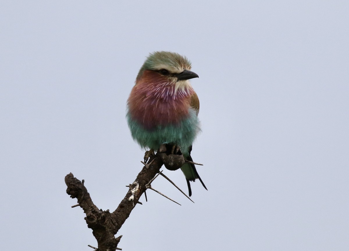 Lilac-breasted Roller - ML218691171