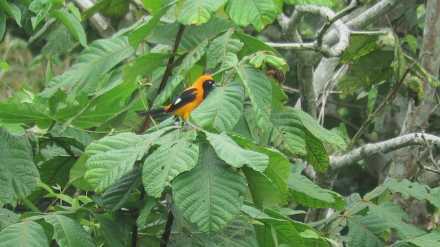 Orange-backed Troupial - ML218691221