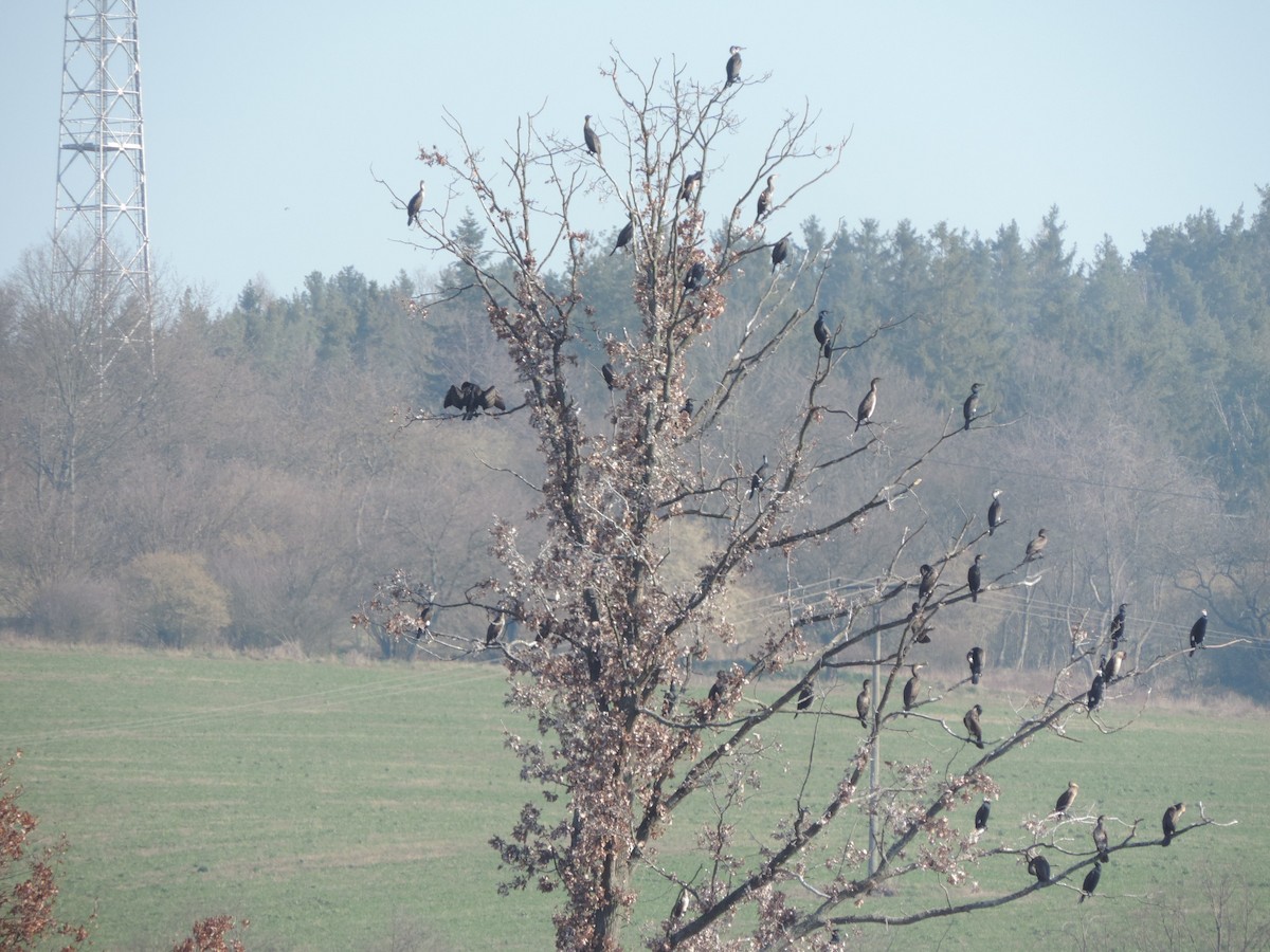 Great Cormorant - Libor Schröpfer