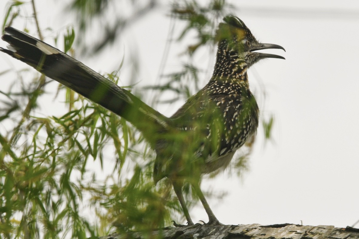 Greater Roadrunner - Brandy Falise