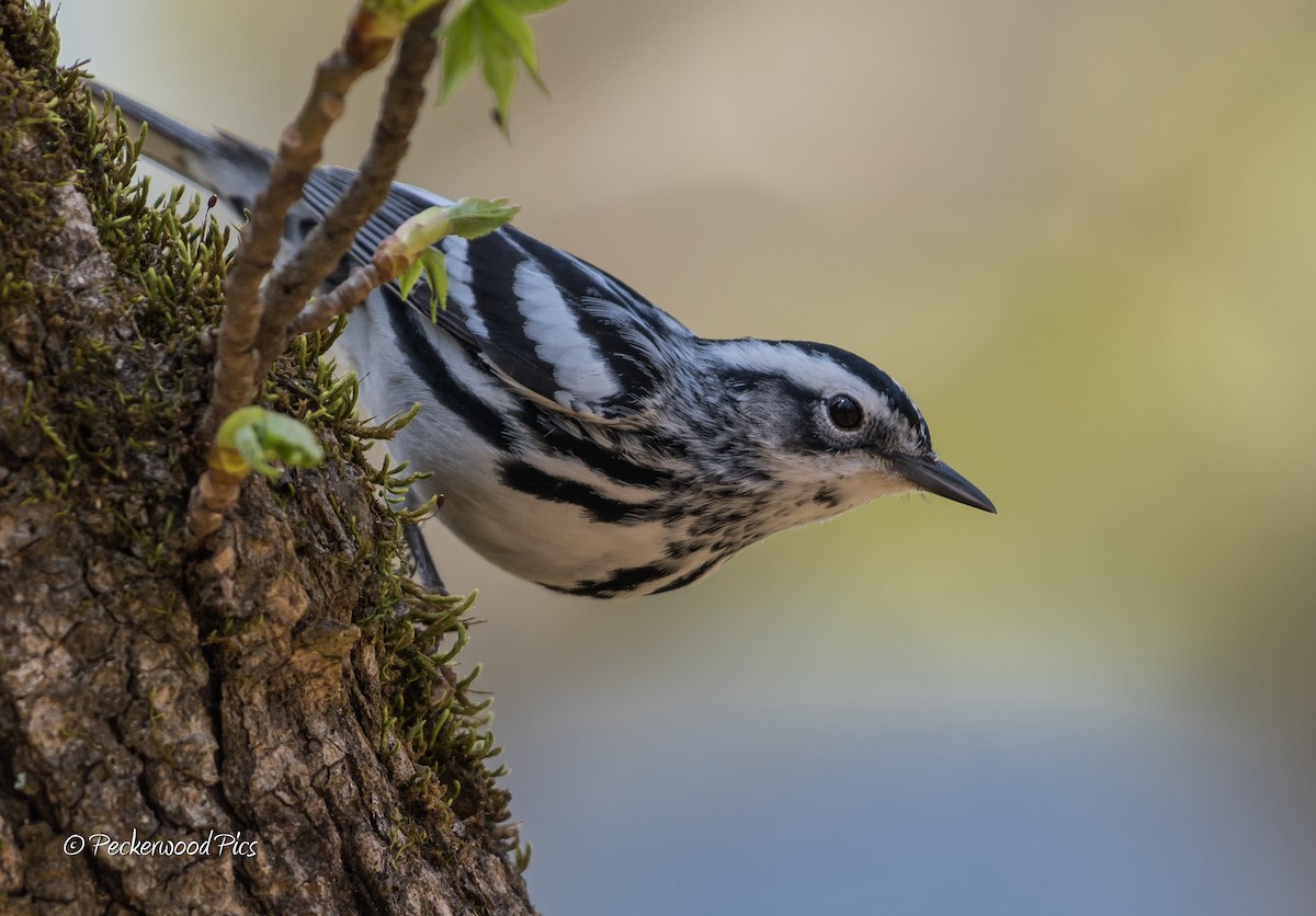 Black-and-white Warbler - ML218692111