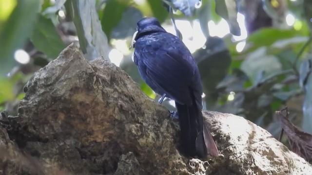 Black Butcherbird - ML218693821