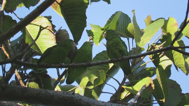 Riparian Parrotlet - ML218693921