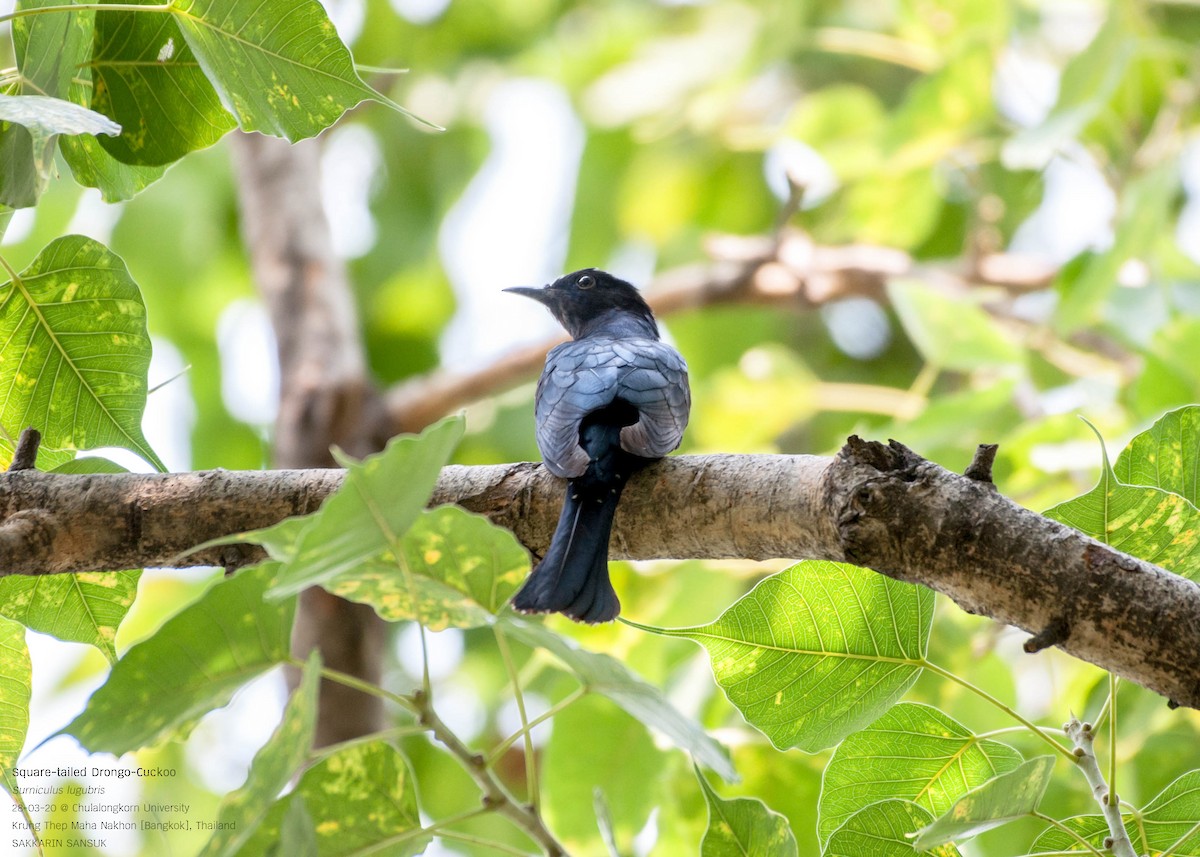 Square-tailed Drongo-Cuckoo - ML218693951