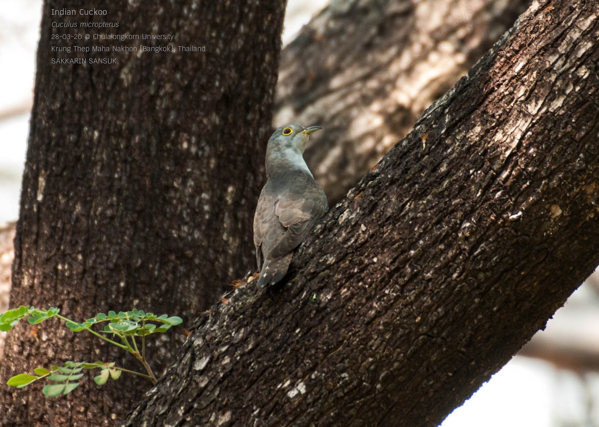 Indian Cuckoo - ML218694001