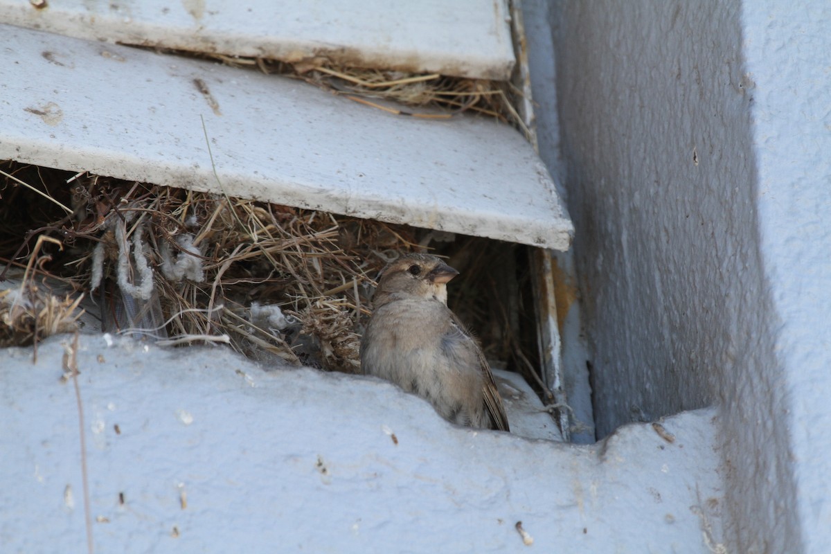 House Sparrow - ML218696381