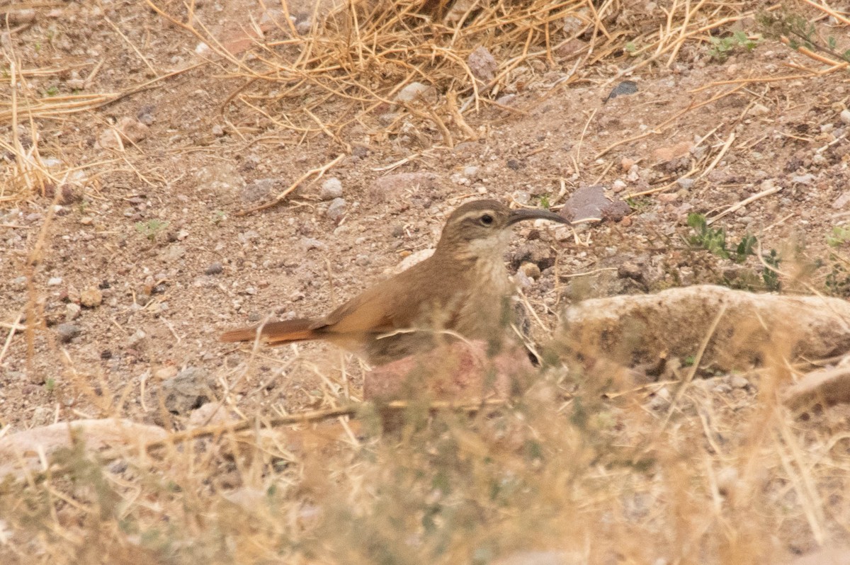 White-throated Earthcreeper - ML218697081