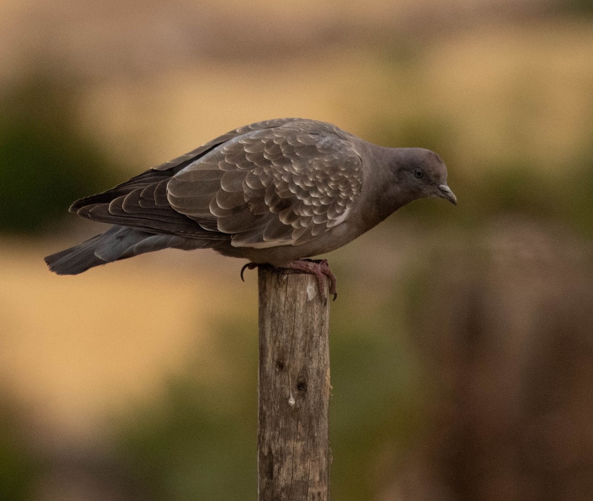 Spot-winged Pigeon - ML218697261