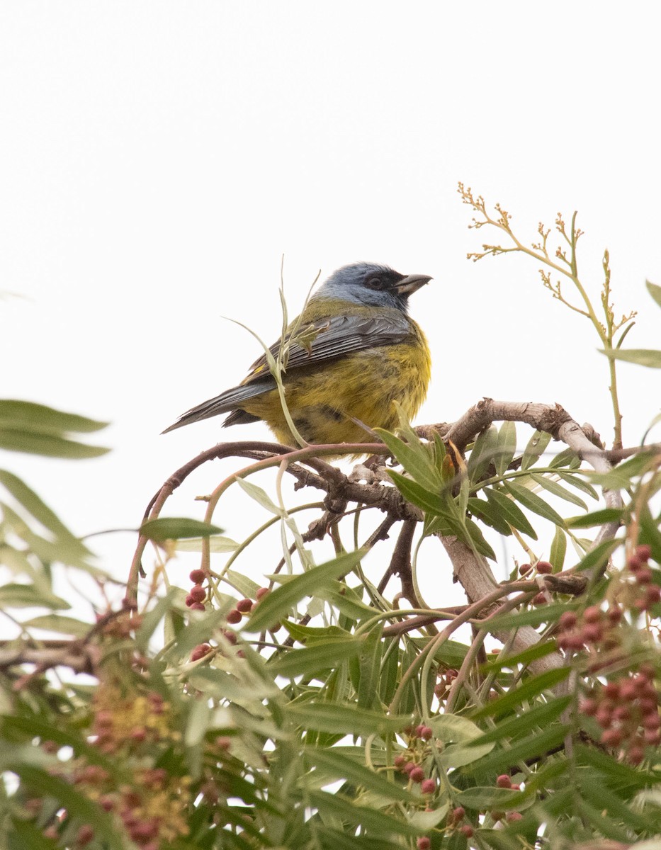 Blue-and-yellow Tanager - Pablo Galdames