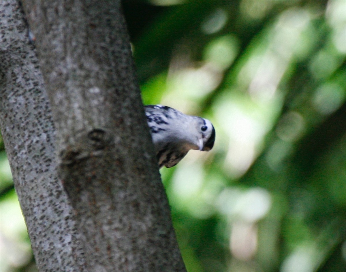 Black-and-white Warbler - Lauren Solomon