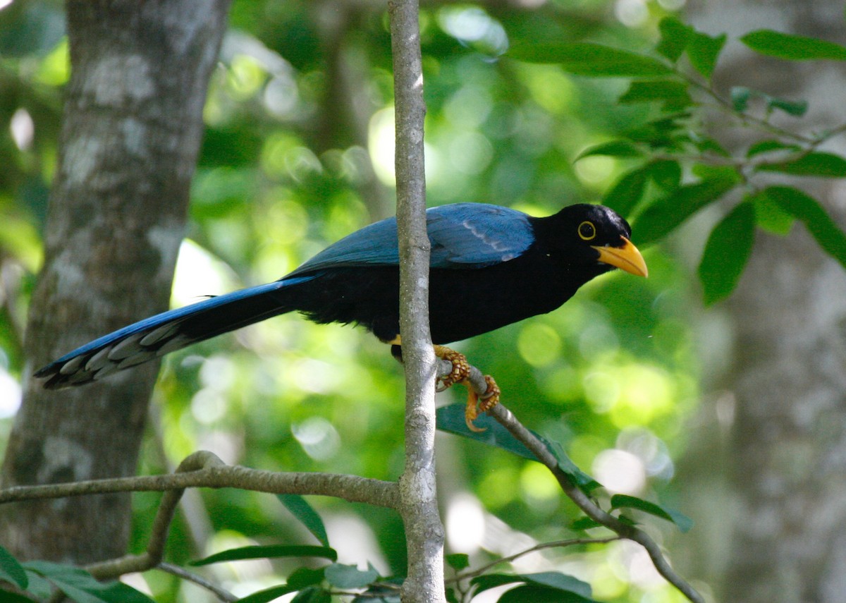 Yucatan Jay - ML21870001